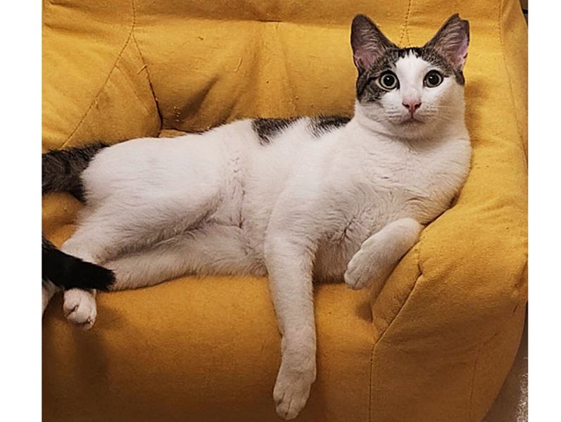 贊助米克斯樂園認養中心